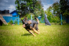 Online Dog Training Courses