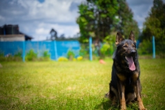 Online Dog Training Courses