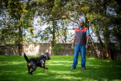 Online Dog Training Courses