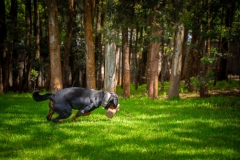 Online Dog Training Courses