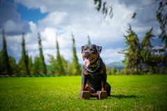 Online Dog Training Courses