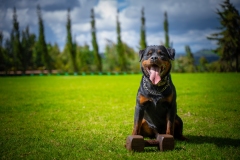 Online Dog Training Courses