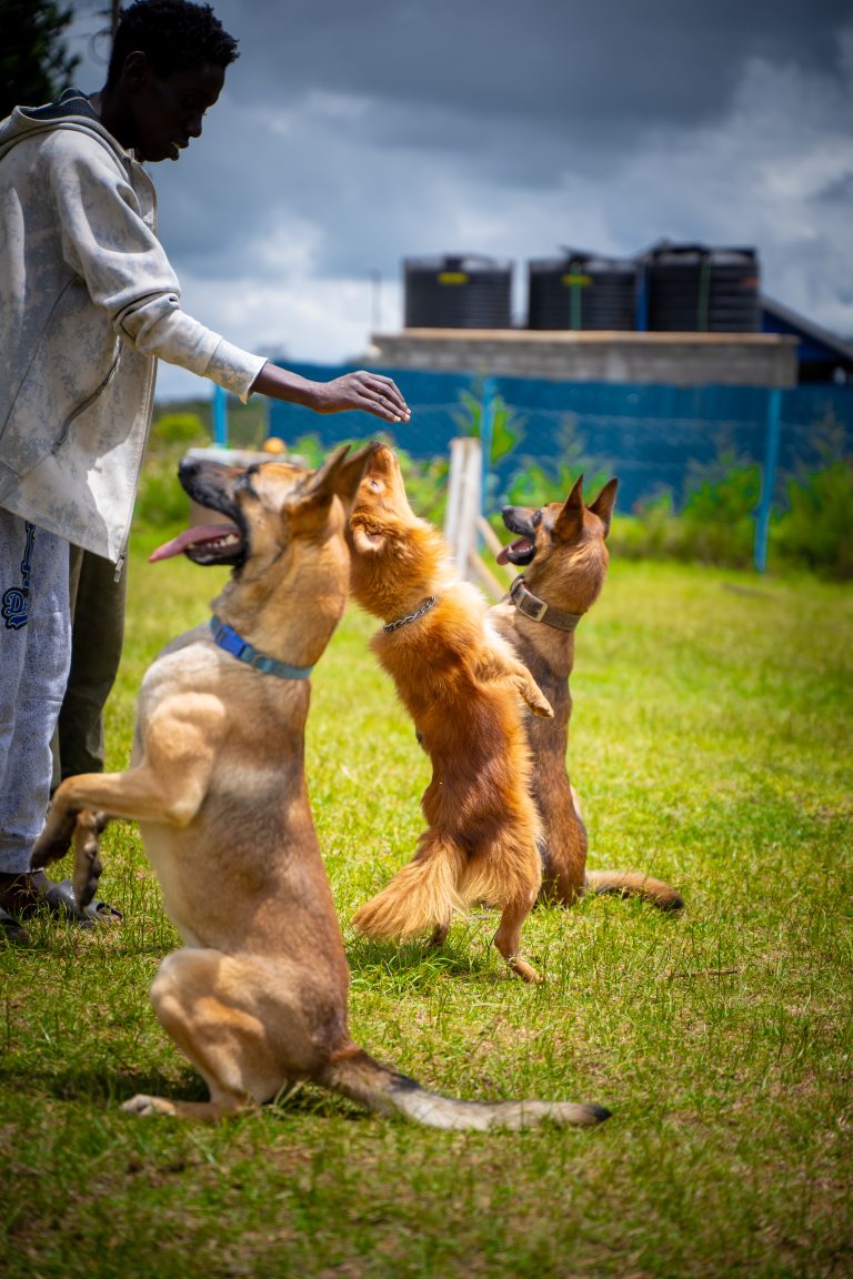 Dog obedience sale trainer course