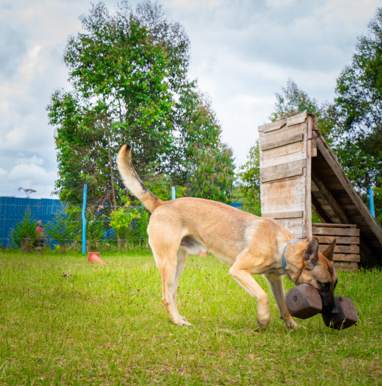 Learn How To Train Your Dog