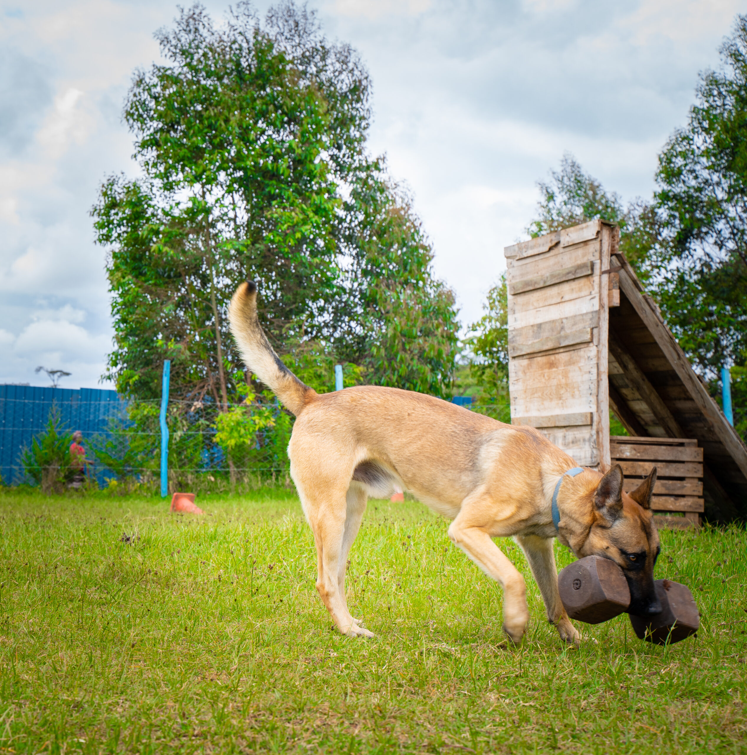 Learn How To Train Your Dog